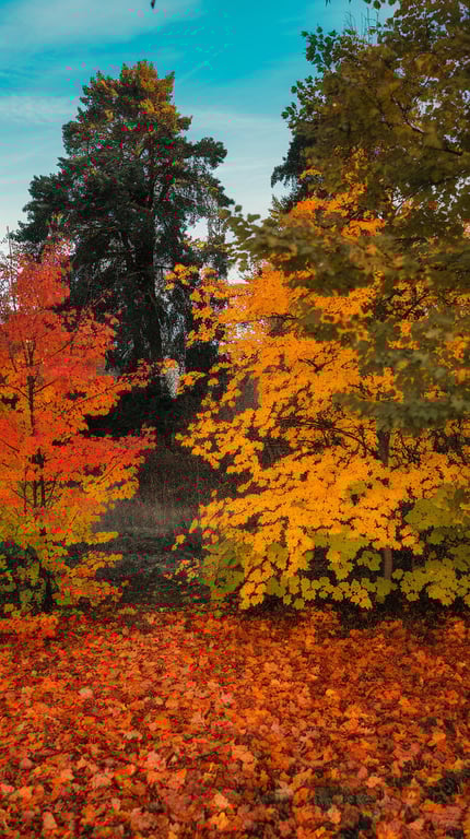 Colorful autumn trees with red and yellow leaves